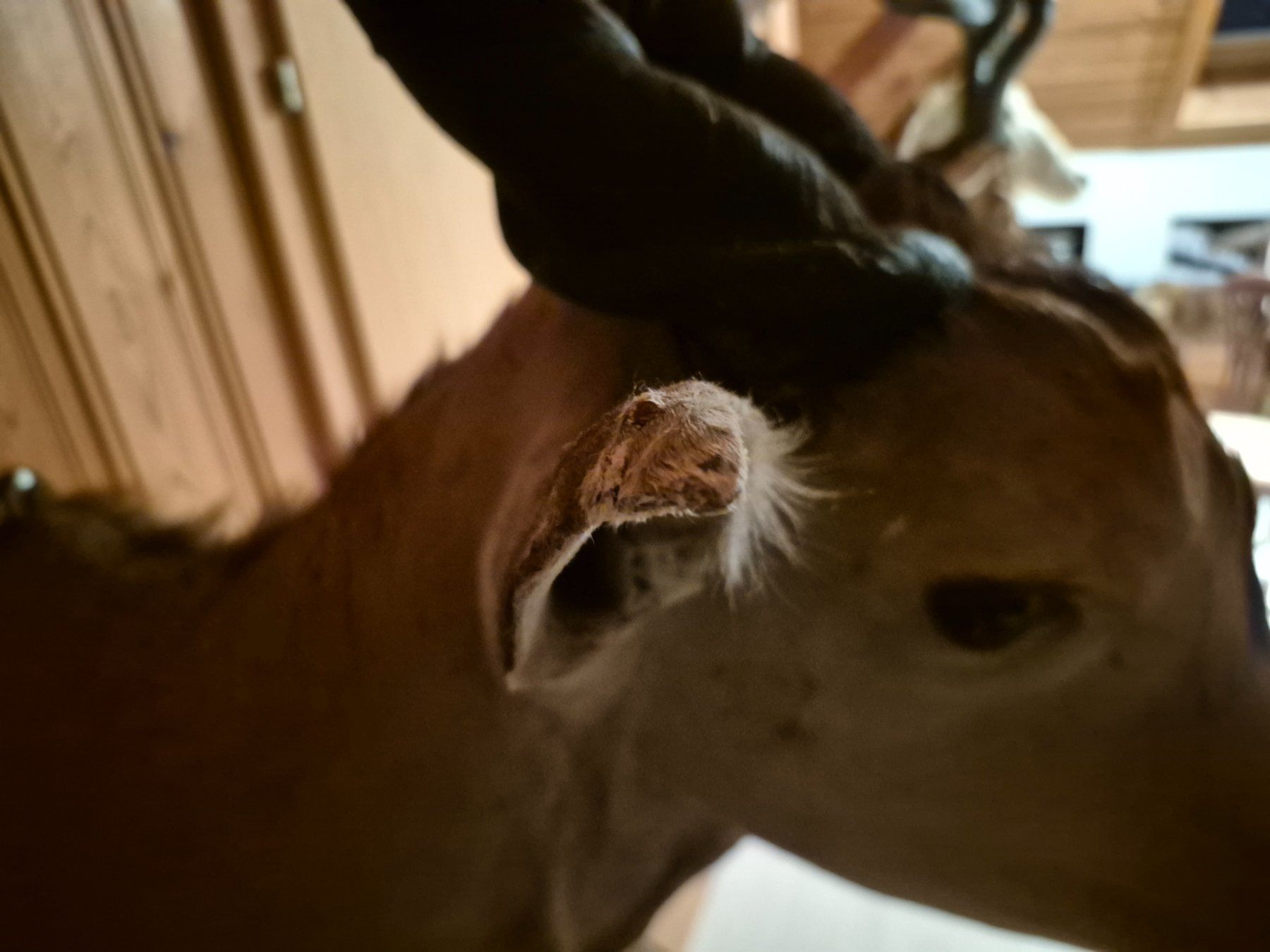 Il mondo degli animali: Trophée chasse éland du Cap / Elenantilope Jagdtrophäe – Usato da Treyvaux venduto da Kbh2000 7