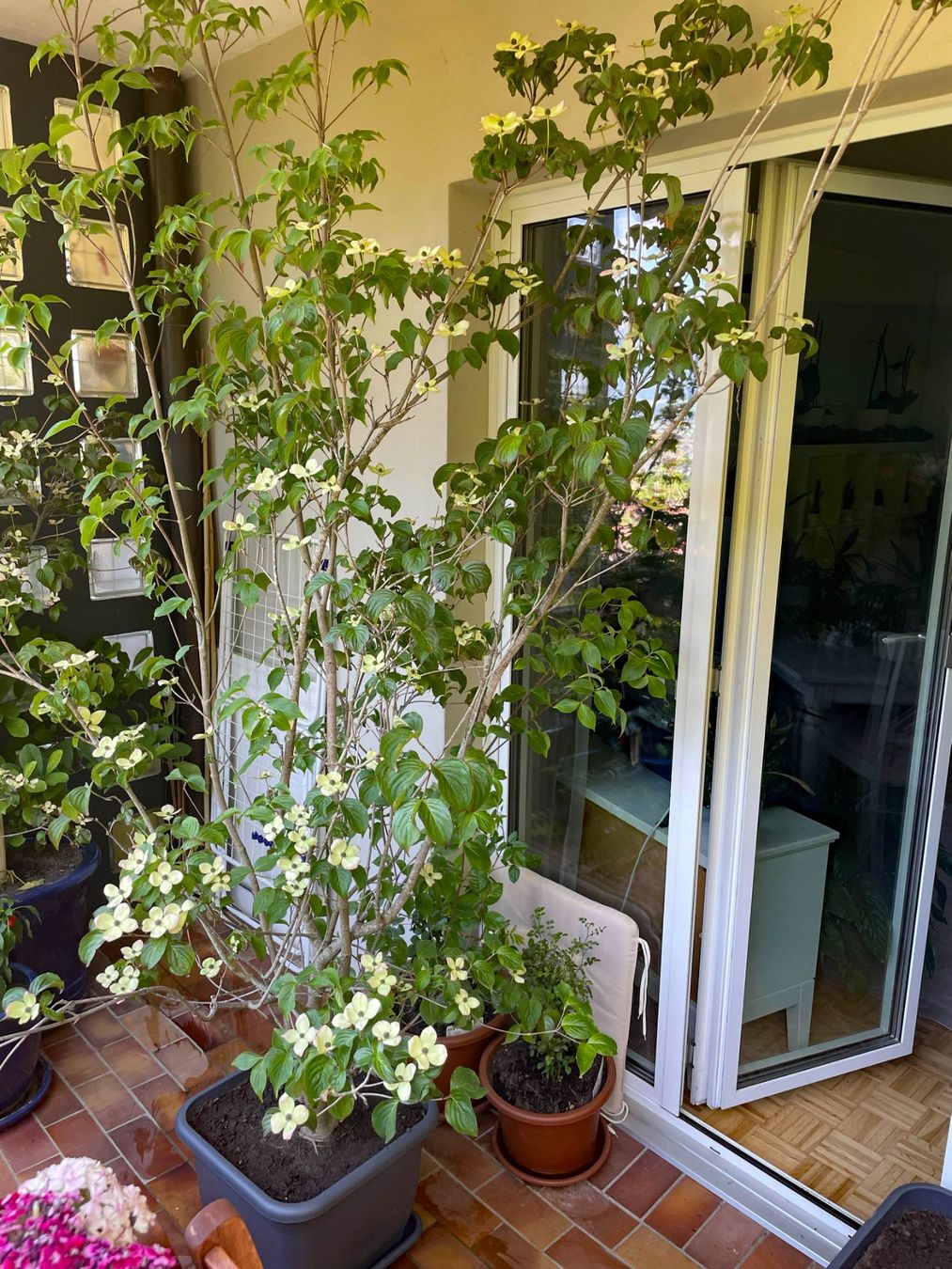 Pflanzen & Samen: Cornus Busch – Gebraucht aus Thun von Villawisteria