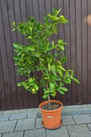 Limettenbaum (Echte Limette / Citrus aurantifolia).