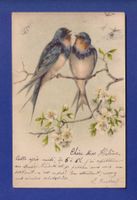 OISEAU - Hirondelle