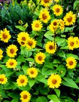 Ab 12.- Sun Catcher Wintersonnenblume winterhart 20 Samen