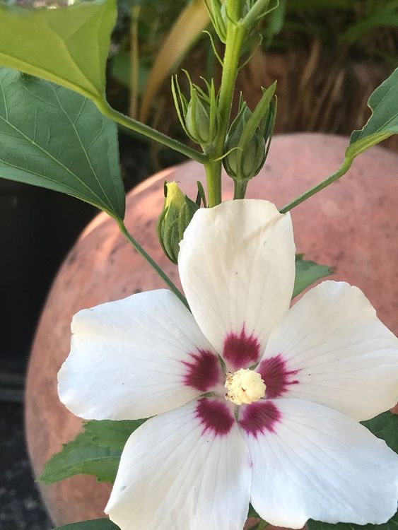 HIBISKUS STRAUCHEIBISCH GARTENEIBISCH WEISS CA 40 CM Acheter