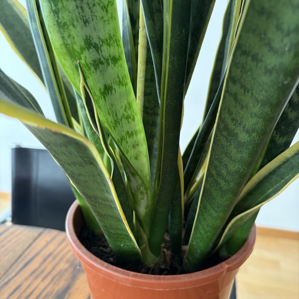 Piante & sementi: Grosse Sansevieria / Bogenhanf  – Usato da Winterthur venduto da Veribeerii 4