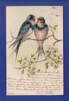 OISEAU - Hirondelles