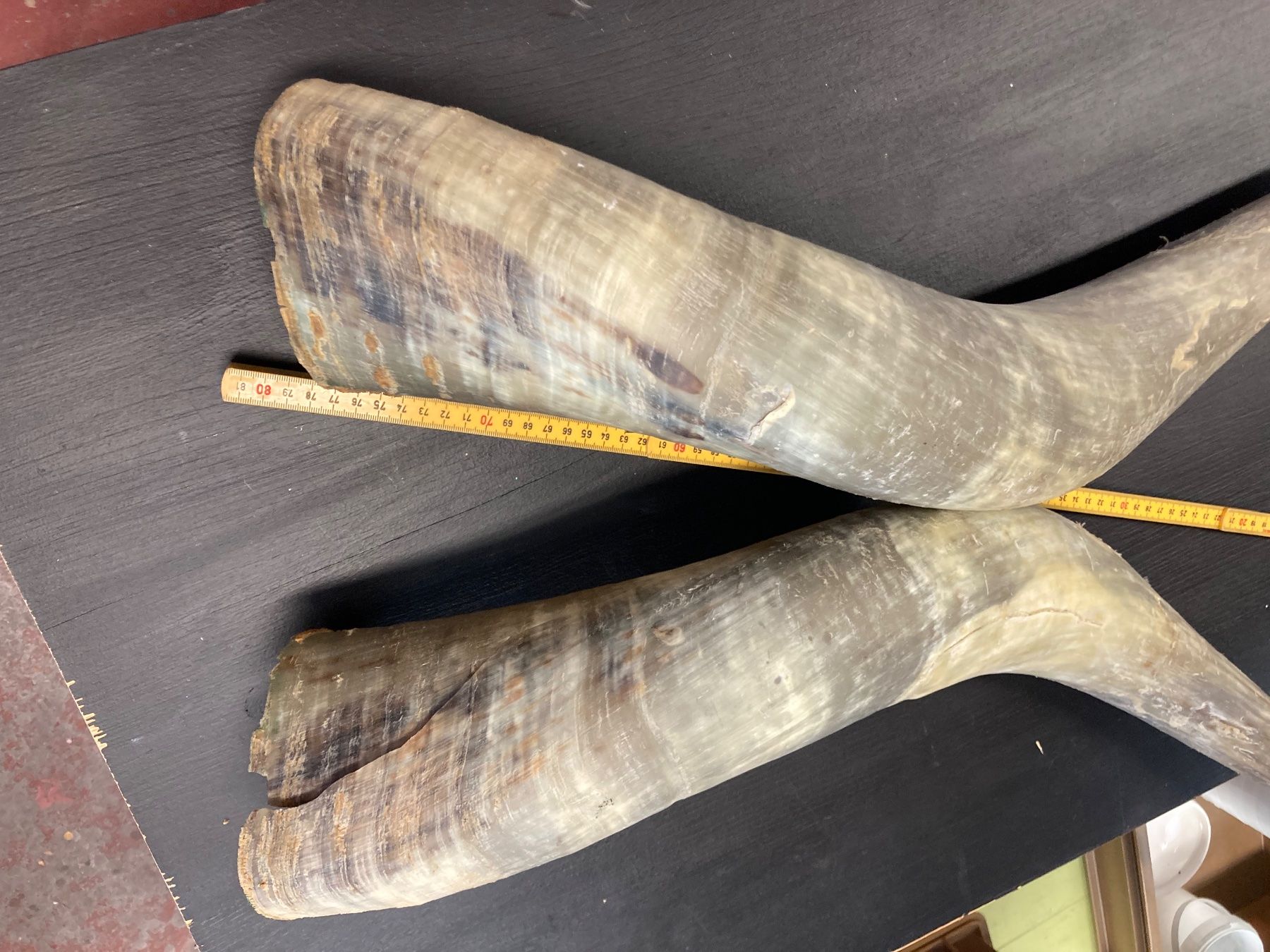 Welt der Tiere: 2 Rinderhörner 70-80 cm lang – Gebraucht aus Grosswangen von arum01 6