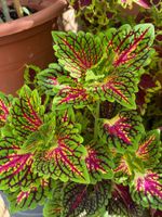 Wunderschöne Buntnessel (Coleus) aus eigener Anzucht