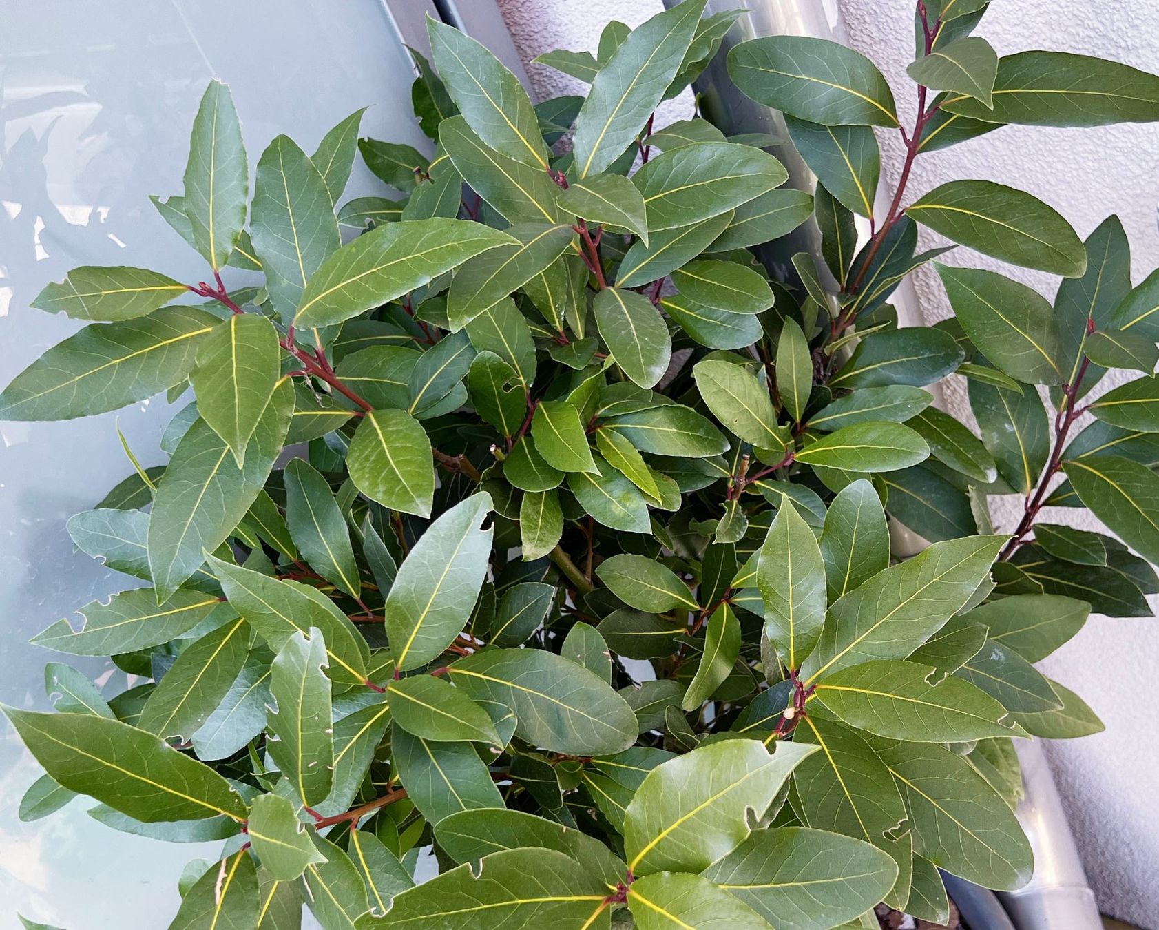 Piante & sementi: Der Echte Lorbeer (Laurus nobilis)***** – Usato da Dübendorf venduto da Orchid18 1