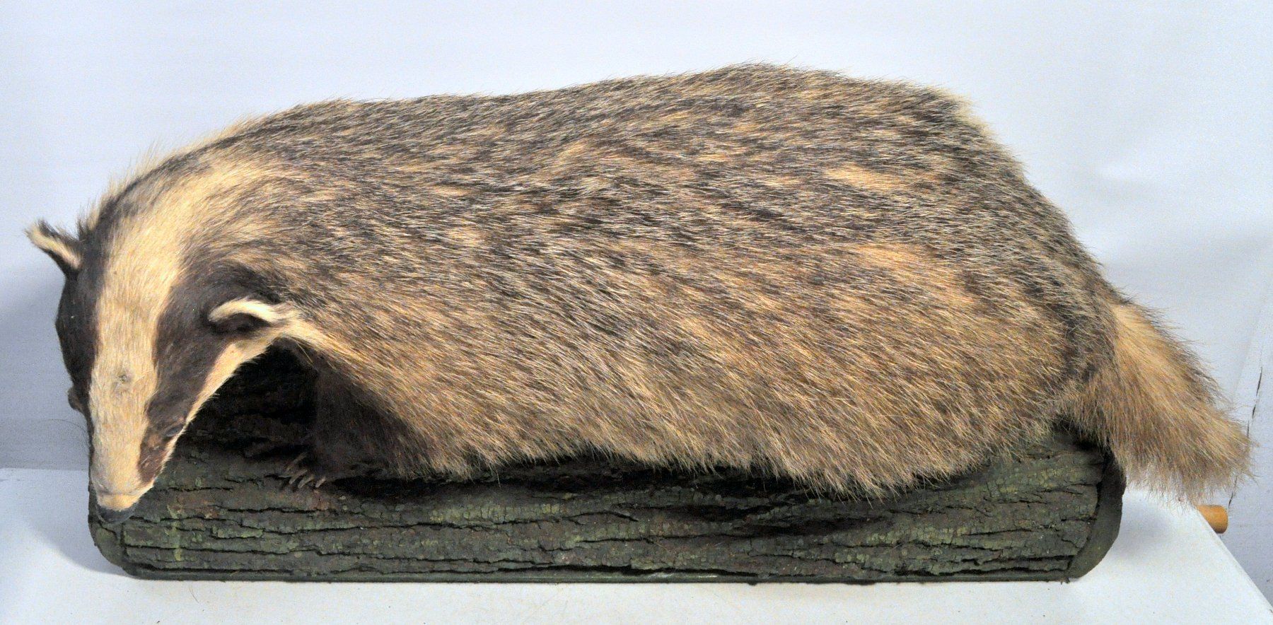 Welt der Tiere: Blaireau naturalisé – Gebraucht aus Neuchâtel von Neuchatel 1