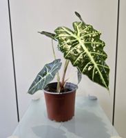 Pflanze Alocasia Polly (Elefantenohr) 37 cm