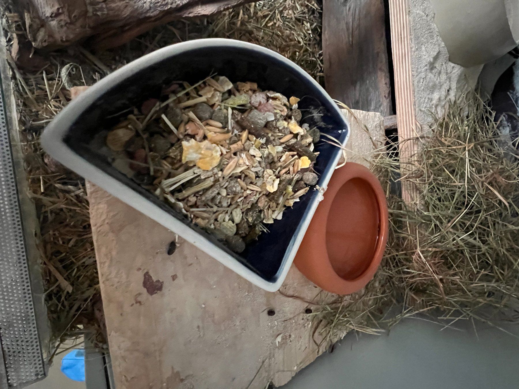Terrario: Degu Terrarium Käfig aus Glas – Usato da Pfäffikon ZH venduto da Franziska77 3