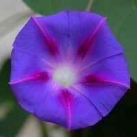 Morning Glory ( ipomoea purpurea ) 20g