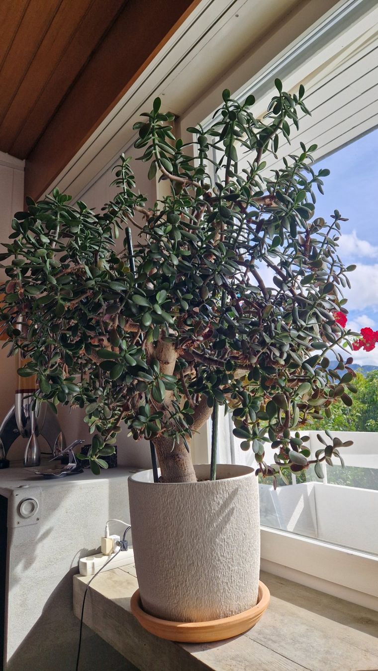 Piante & sementi: Geldbaum - Crassula Ovata – Usato da Bäretswil venduto da Degratec 1