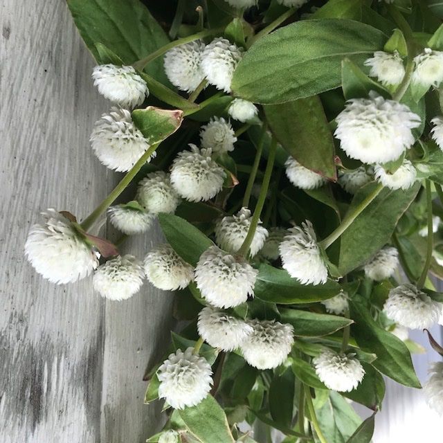 Pflanzen & Samen: 50 Samen Kugelamarant Gomphrena WHITE Samen – Neu (gemäss Beschreibung) aus Ehrendingen von VerveinaSamen 3