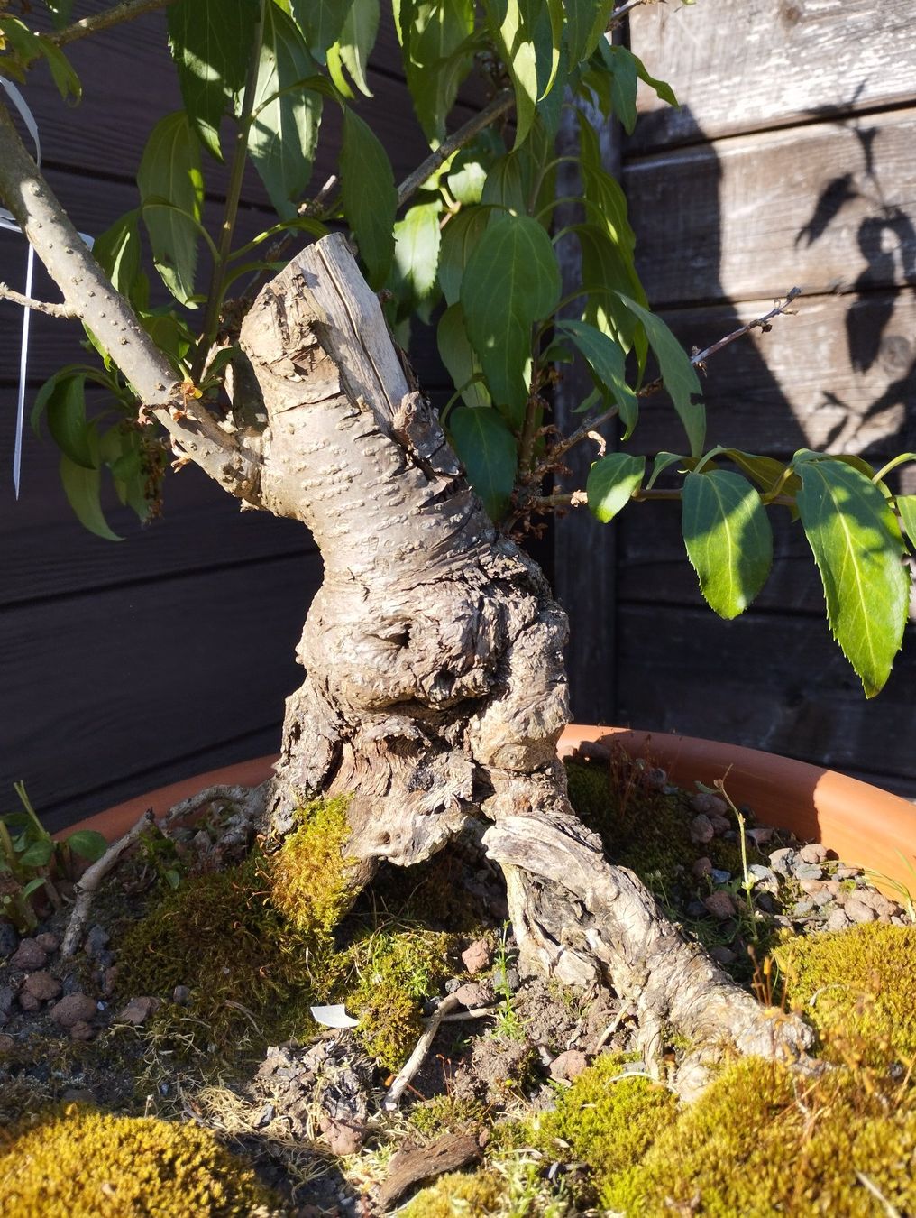 Piante & sementi: Bonsai Rohling Forsythie #2 – Usato da Oberwil BL venduto da suaku 7