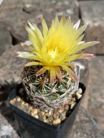 Kakteen, Pflanze, Coryphantha, schöne gelbe Blüten!