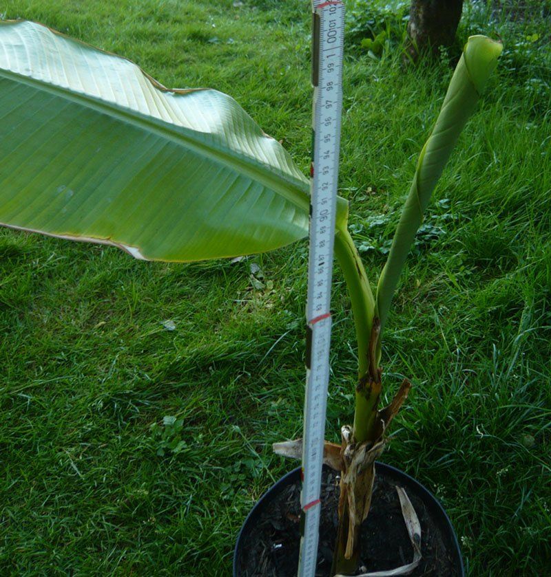 Piante & sementi: Banane-Stauden Höhe ca 95-100 cm – Nuovo (secondo la descrizione) da Ruggell venduto da Btt
