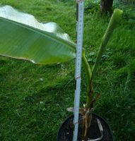 Banane-Stauden Höhe ca 95-100 cm