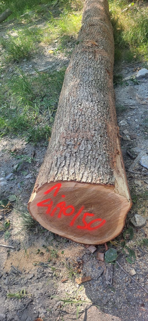 Articoli in legno: Eiche 4.40 m Masssiv-holz Eichenholz Stamm CH Eiche  – Nuovo (secondo la descrizione) da Jenins venduto da Wald-kauz 3