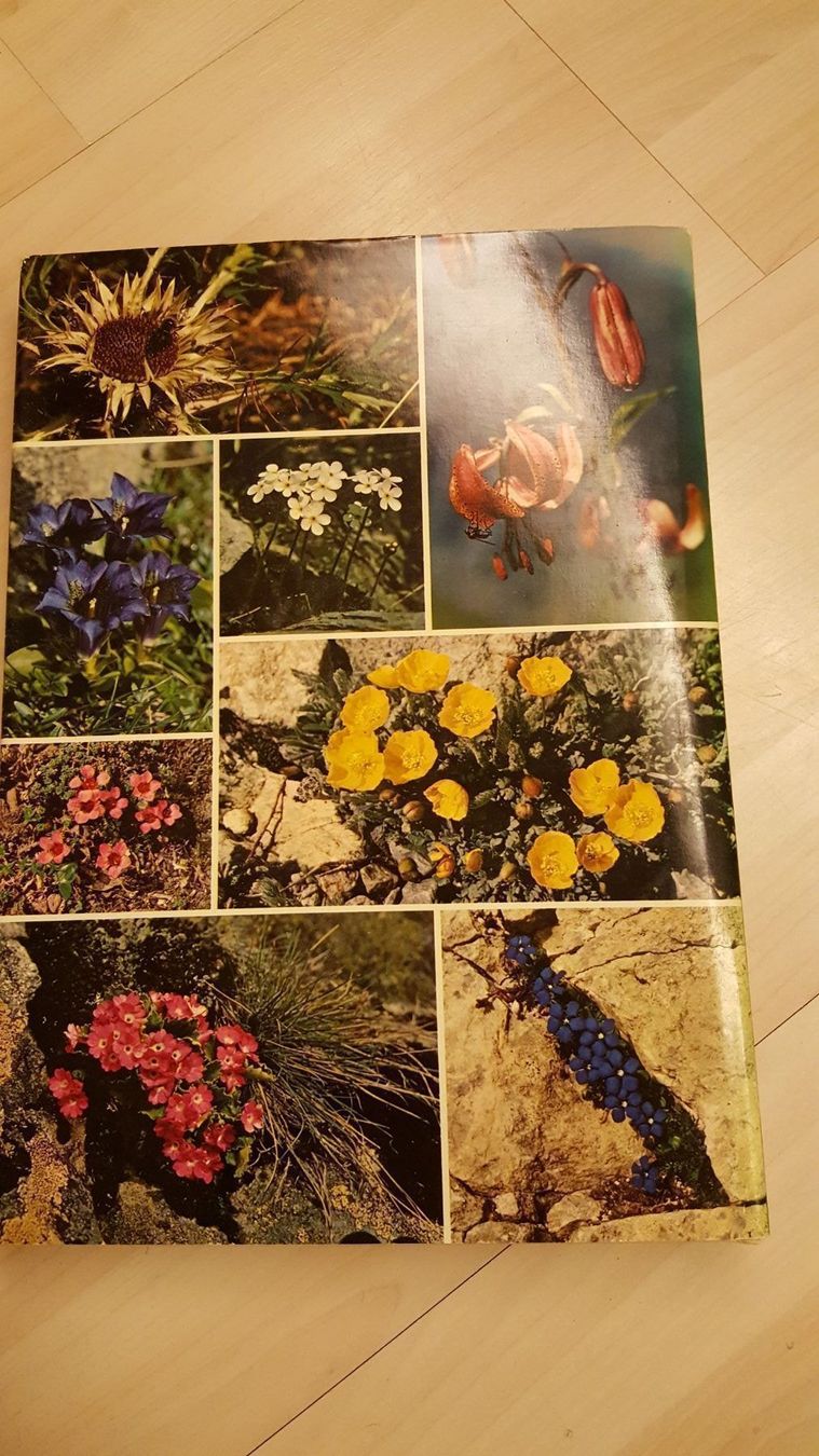 Libri: Alpenblumen Buch – Usato da Schönengrund venduto da Liane63 1