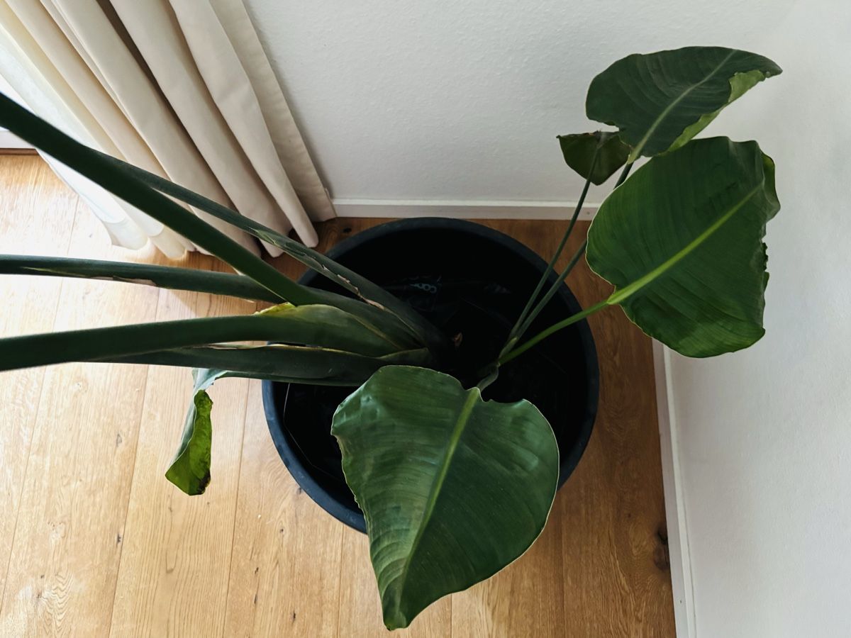 Plantes & graines: Strelitzia Nicolai – D'occasion à Zürich par keegstra 2