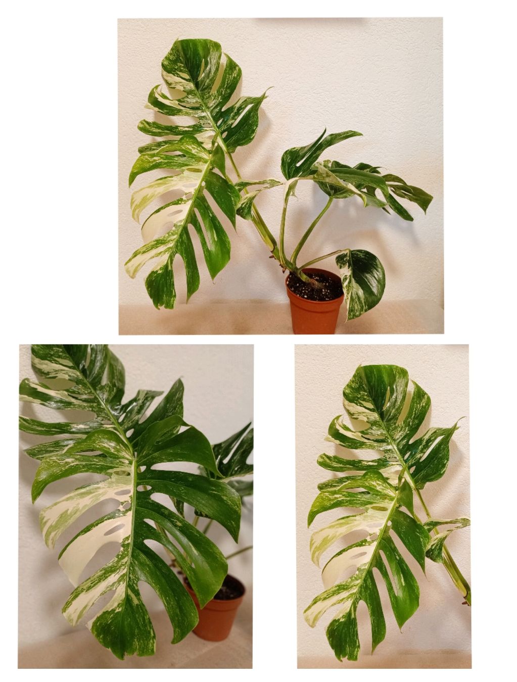 Piante & sementi: Monstera Deliciosa Albo Variegata – Nuovo (secondo la descrizione) da schöftland venduto da UniquePlants
