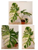 Monstera Deliciosa Albo Variegata