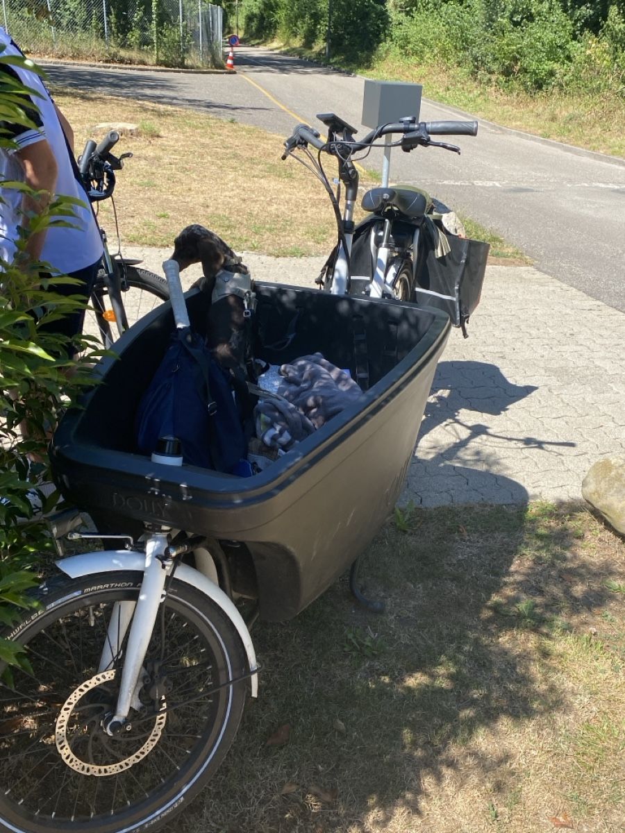 Vélos: Dolly E-Lastfahrrad – D'occasion à Reinach BL par stutkir
