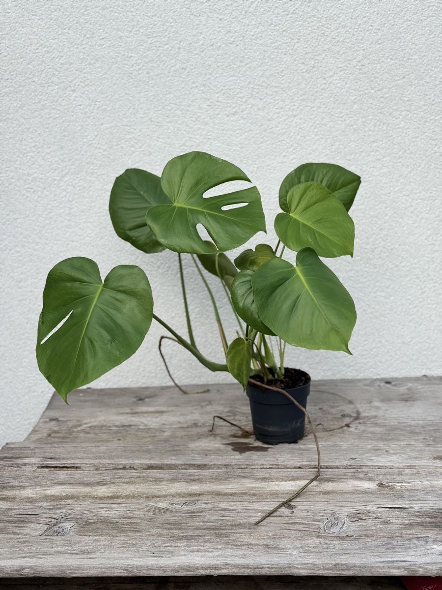 Monstera Zimmerpflanze, pflegeleicht (Gebraucht) in Galmiz fr CHF 25  nur  Abholung auf Ricardo kaufen