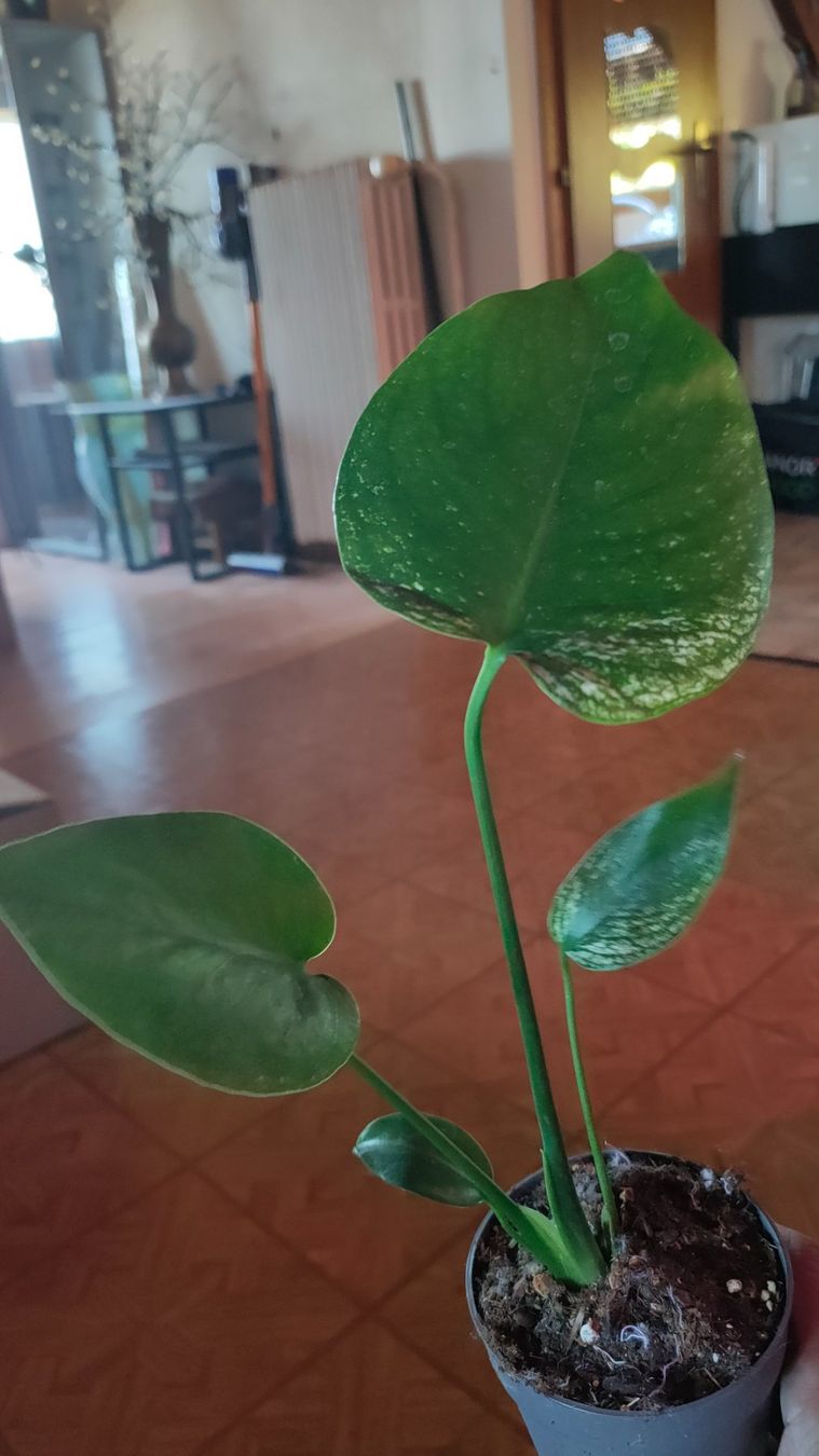 Piante & sementi: monstera Devil très rare !! – Nuovo (secondo la descrizione) da St-Aubin-Sauges venduto da may_2yrv 4