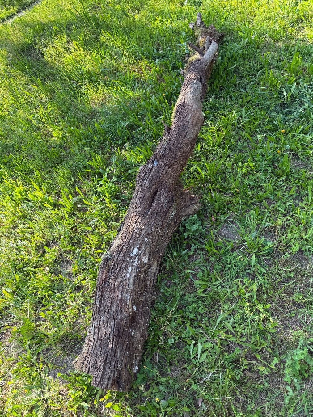 Holzartikel: Baumstamm Zwetschgen – Gebraucht aus Huttwil von Burk3 5