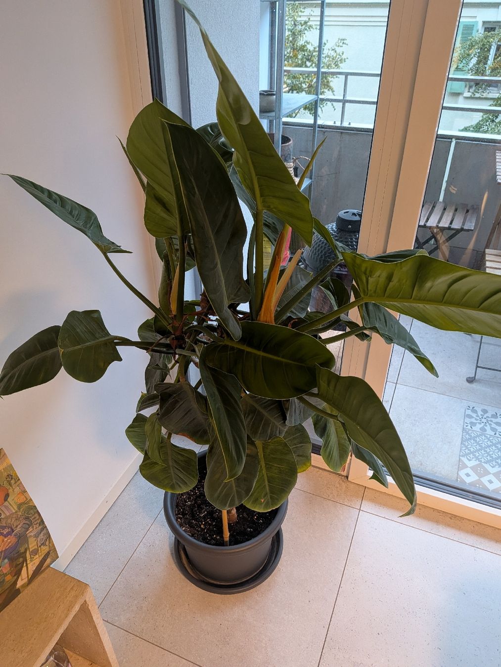 Piante & sementi: Philodendron imperial green XXL – Nuovo (secondo la descrizione) da Lausanne venduto da MA1004 1