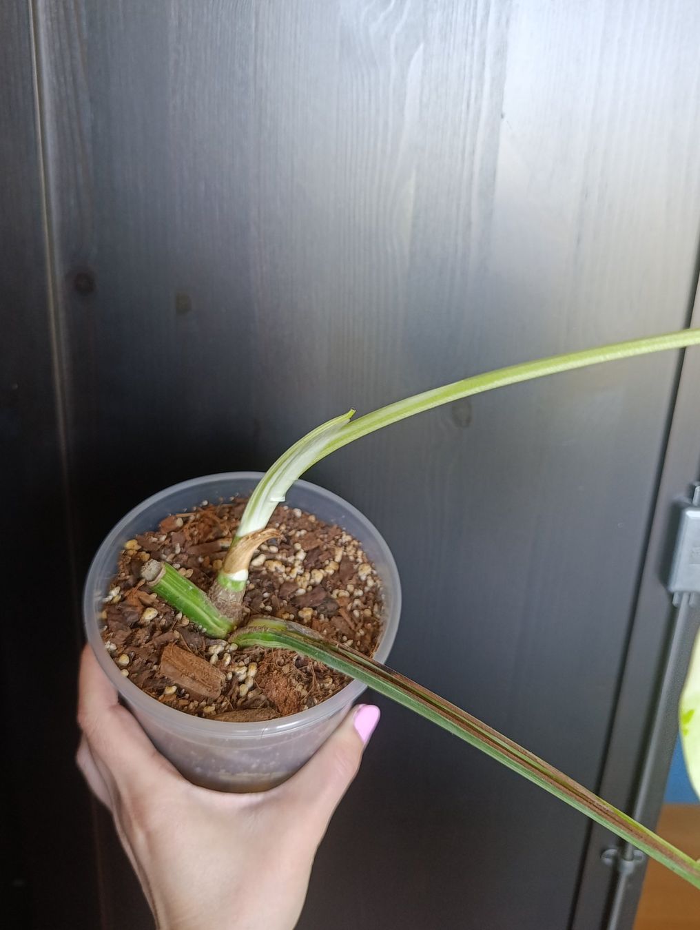Pflanzen & Samen: Monstera Variegata – Gebraucht aus Baar von L.isa28 3