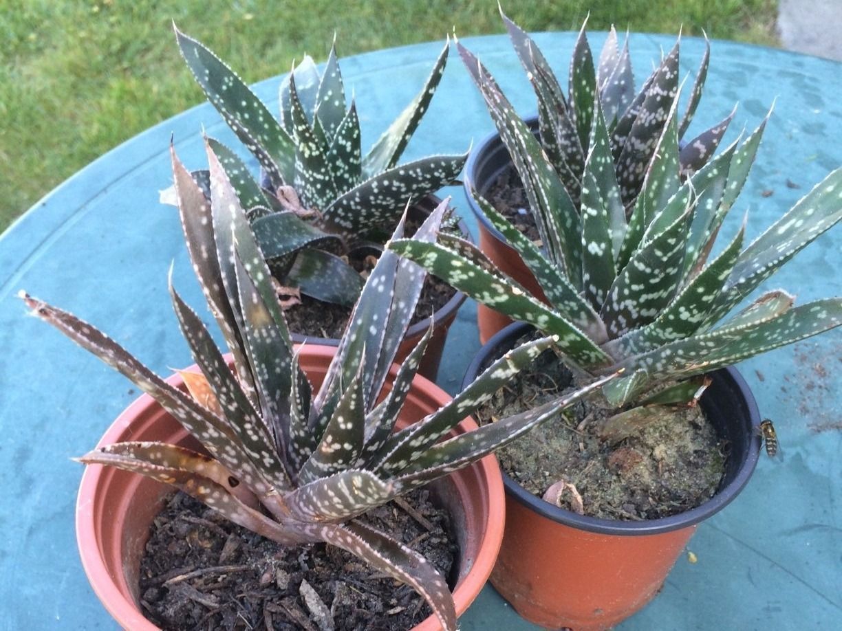 Piante & sementi: Haworthia – Nuovo (secondo la descrizione) da Vinelz venduto da Wellensittich55 6