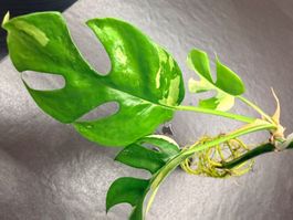 Raphidophora Tetrasperma Variegata – Bouture racinée – Rare