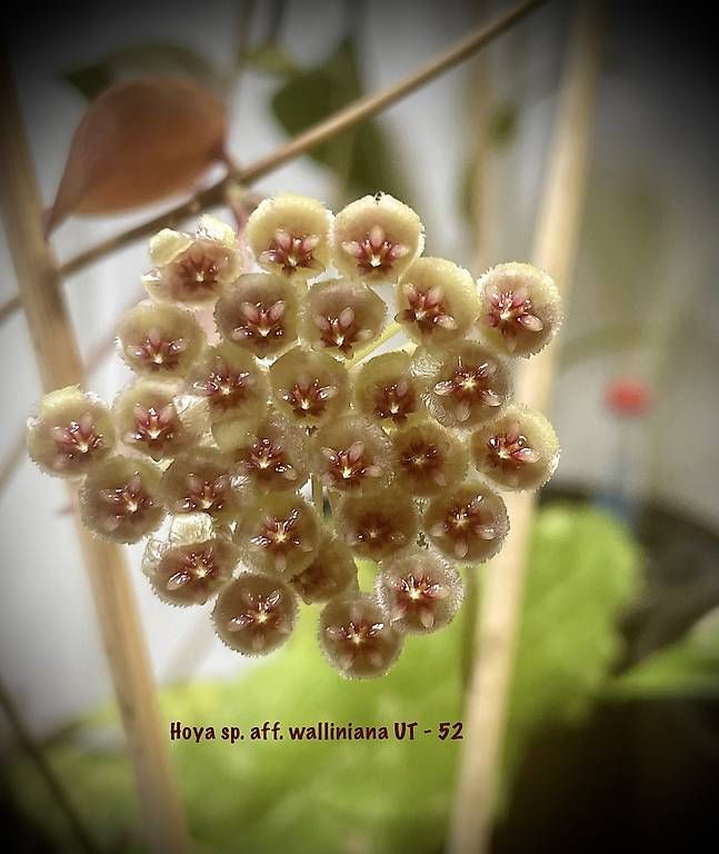 Piante & sementi: Hoya walliniana UT - 152 – Usato da Schönholzerswilen venduto da Leavylounge 2