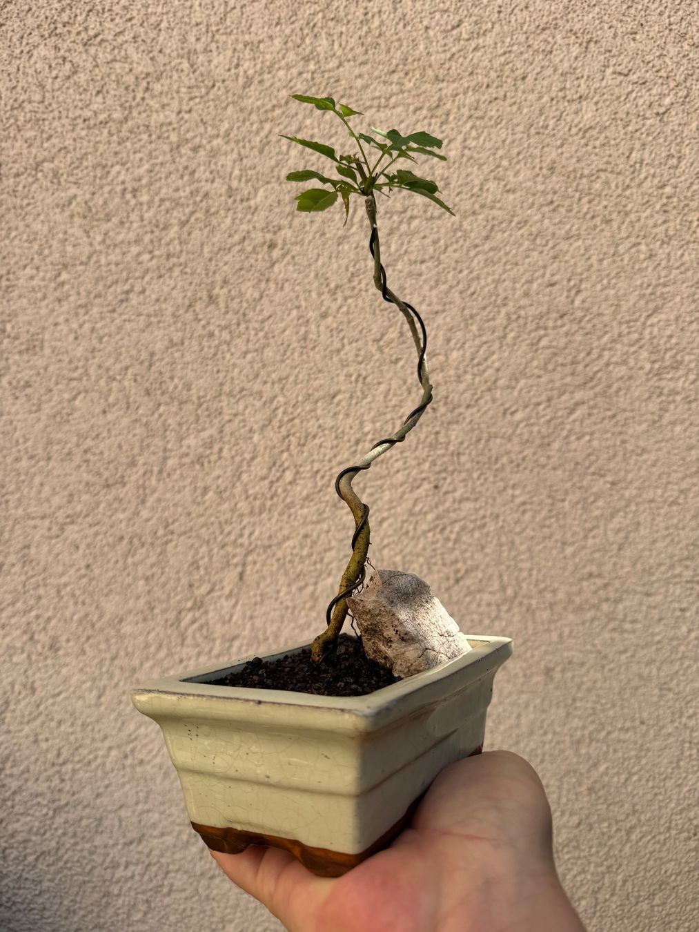 Pflanzen & Samen: Eschen Bonsai im Topf – Gebraucht aus Rümlang von Gruseh.ch 1