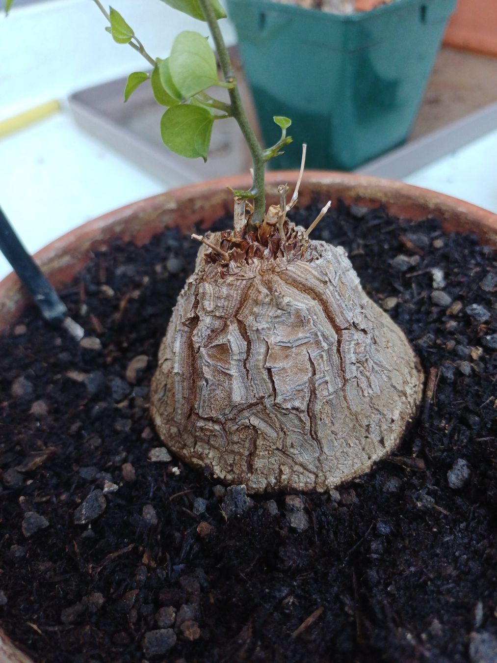 Piante & sementi: Dioscorea elephantipes – Usato da Neftenbach venduto da QuiQuo 3