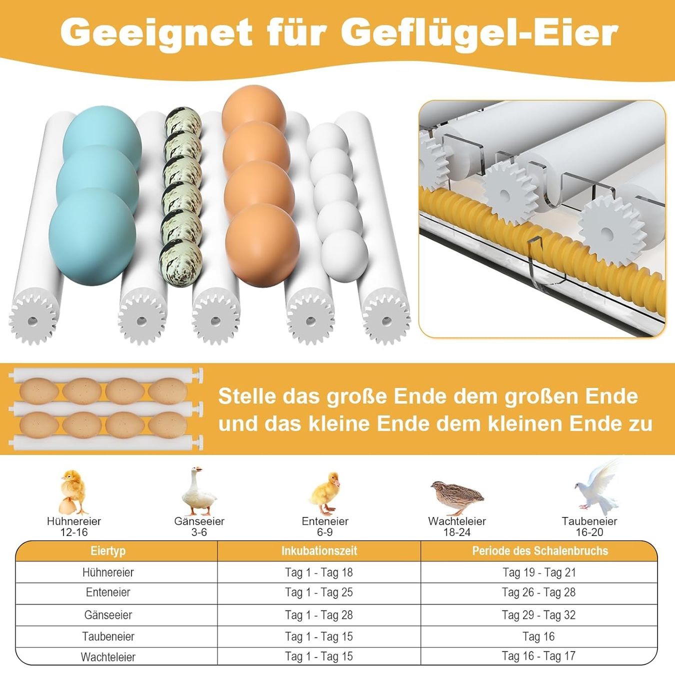 Altro in Accessori per animali: Brutautomat Inkubator 16 Eier vollautomatisch  kompakt – Nuovo e nell'imballaggio originale da Wittenbach venduto da SELVARO 7