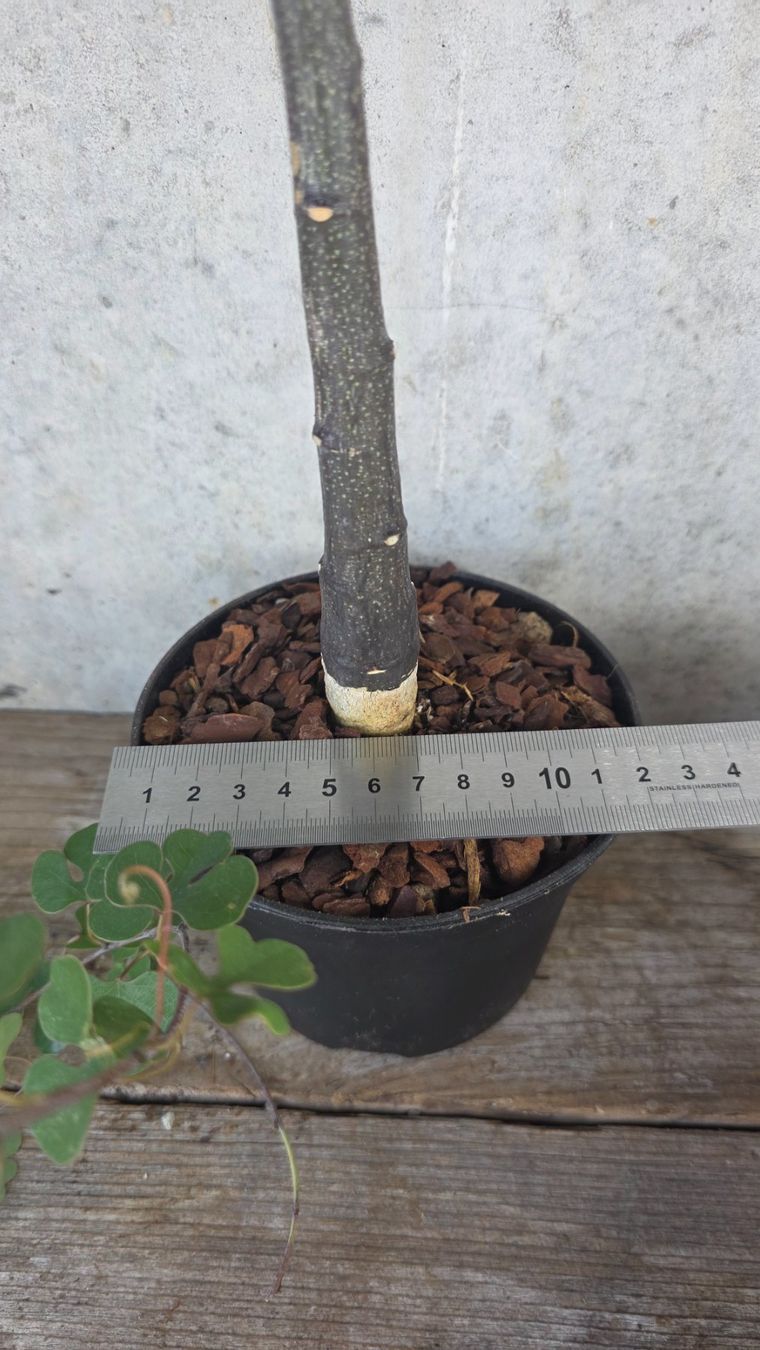 Pflanzen & Samen: ADENIA CLADOSEPALA – Neu (gemäss Beschreibung) aus St.Erhard von Plumilandschweiz 3