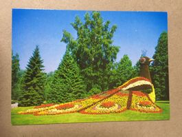 AK Insel Mainau Blumen Relief Pfau