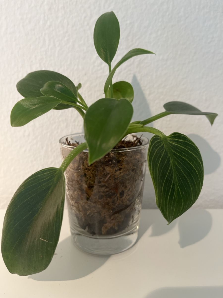 Plantes & graines: Philodendron birkle im Glas – D'occasion à geroldswil par Ahornblatt70