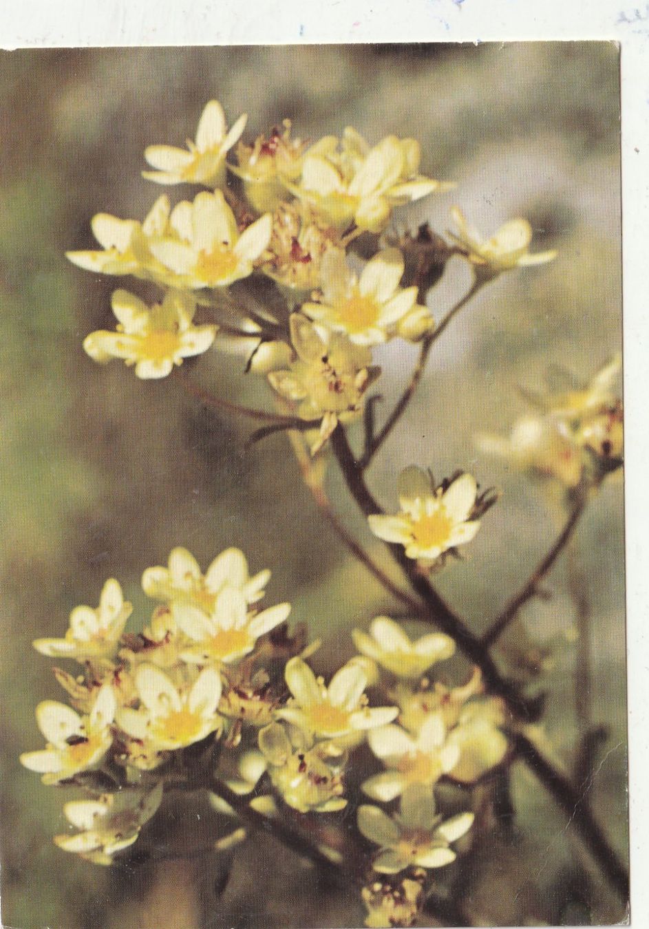 Cartoline postali: 10 Schöne Blumenkarten – Usato da Lumbrein venduto da made02 4