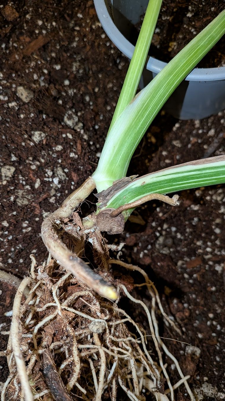 Pflanzen & Samen: bewurzelte Monstera Thai Constellation  Kopfsteckling – Gebraucht aus Altbüron von luc_b7f5 2