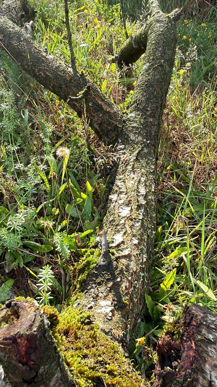 Articoli in legno: Insektenhotel Pflaumenbaum oder zum Basteln – Usato da Huttwil venduto da Burk3 3