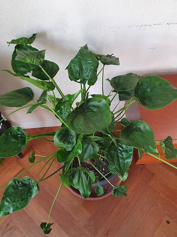 Pflanzen & Samen: Alocasie  – Gebraucht aus Olten von stritten 1