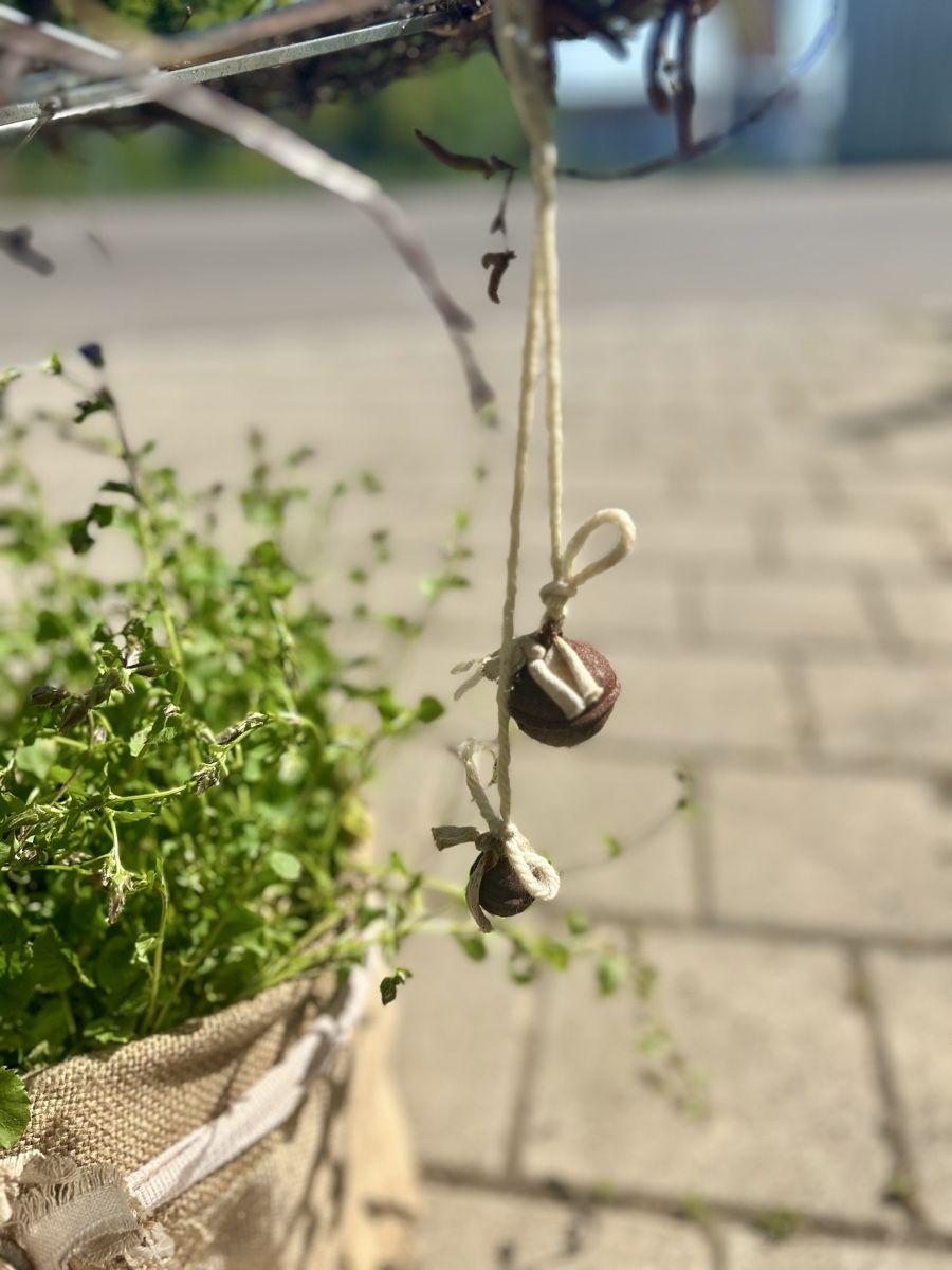 Piante & sementi: Glockenblumen unter dem Schirm – Nuovo (secondo la descrizione) da Frauenfeld venduto da Irene.Schuppli 2