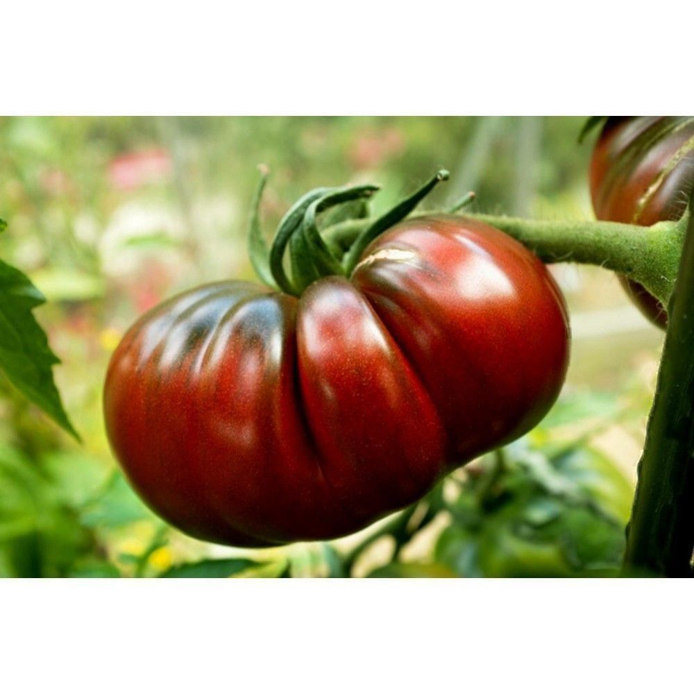 Piante & sementi: 50 Samen TOMATE FROM TULA Alte Sorte – Nuovo (secondo la descrizione) da Ehrendingen venduto da VerveinaSamen 7
