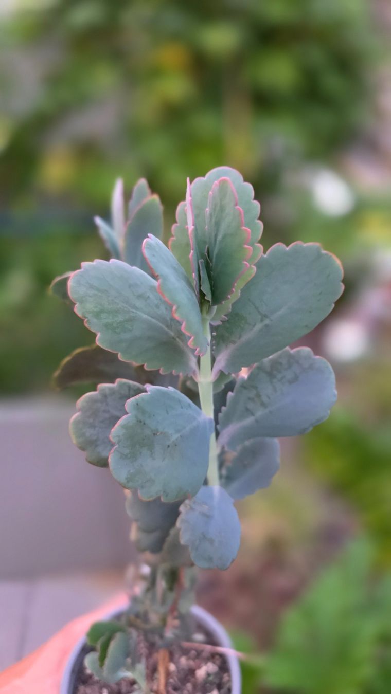 Piante & sementi: Kalanchoe Fedtschenkoi – Nuovo (secondo la descrizione) da Zürich venduto da The_Plant_Wizard