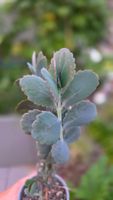 Kalanchoe Fedtschenkoi