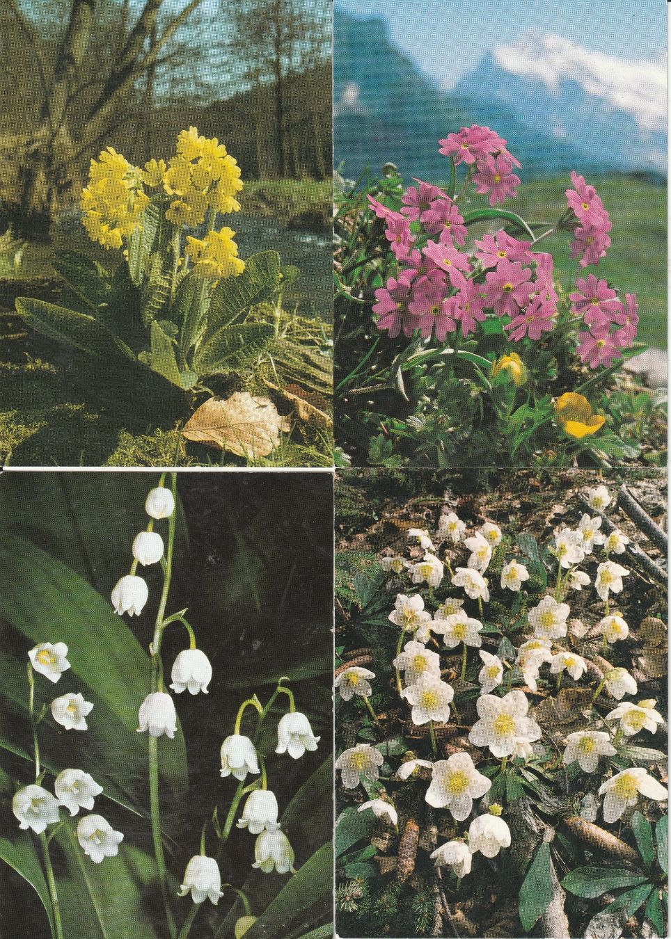 Cartes postales: 40 Schöne Blumenkarten – D'occasion à Lumbrein par made02 7